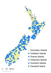 Polystichum vestitum distribution map based on databased records at AK, CHR & WELT.
 Image: K.Boardman © Landcare Research 2020 CC BY 4.0